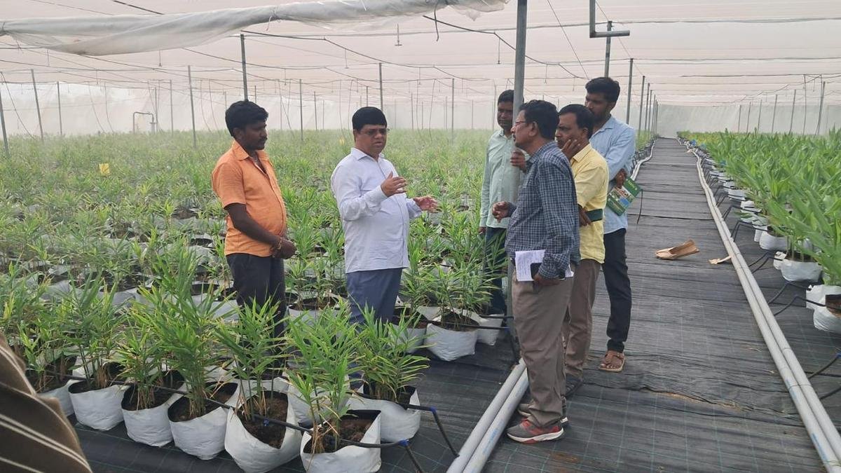 प्लेट में तेलंगाना की अधिक सब्जियाँ: अल नीनो ने फसल की पसंद को बदल दिया, किसानों को फसल से लाभ प्राप्त हुआ