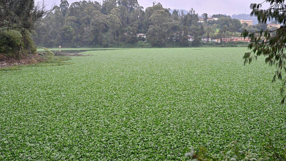 बड़े पैमाने पर सफाई के दो साल से भी कम समय के बाद, जलकुंभी ने ऊटी झील के बड़े हिस्से को अपनी चपेट में ले लिया है
