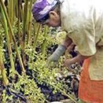 भारी कीटनाशकों के उपयोग से केरल के इलायची पारिस्थितिकी तंत्र पर दबाव पड़ता है